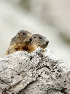 Marmotte Dolomiti